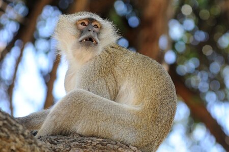 Monkey curiosity old world monkey