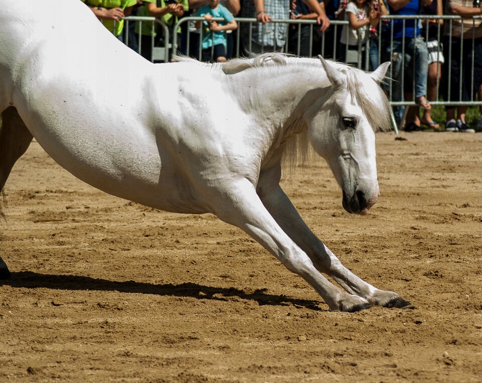 Horseback riding dressage standard