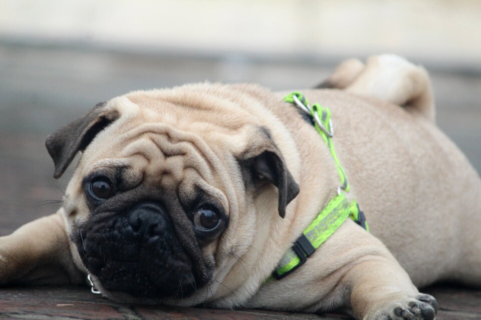 The awww look innocence lying down