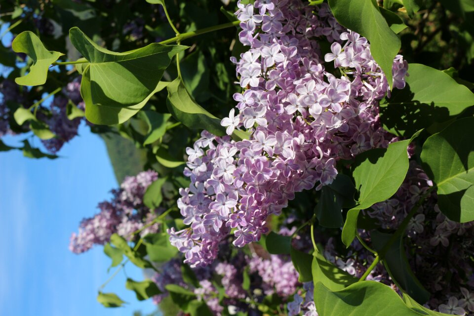 Plant spring lilac branch