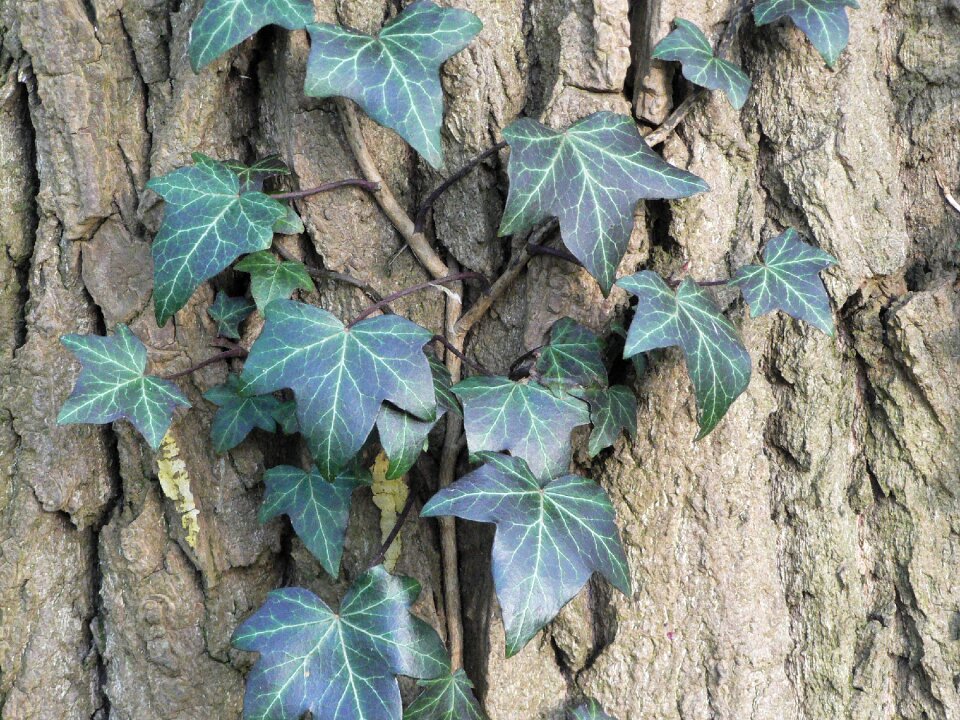 Trunk wood green