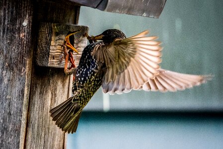 Star bird feeding