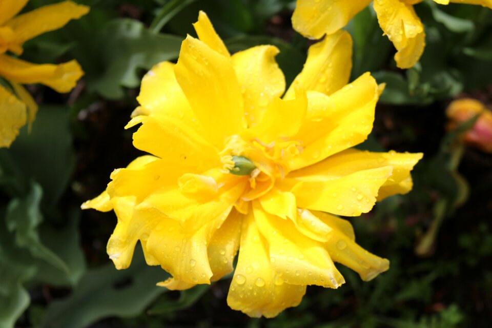Flower garden close up