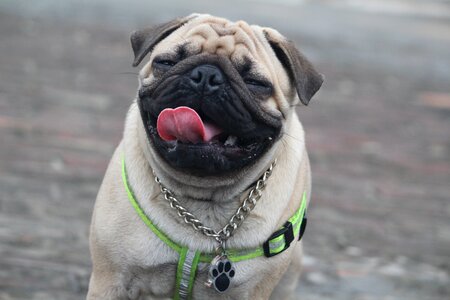 Dog gray dog gray funny