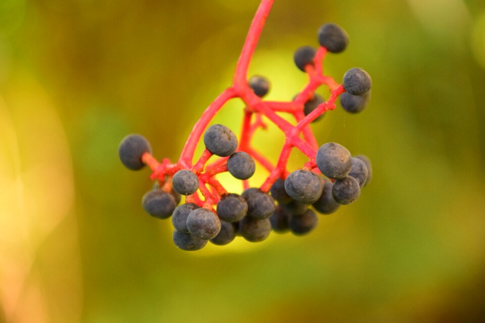 Close up beautiful summer