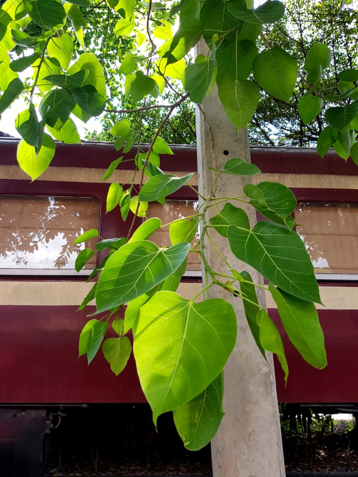 Hua Hin Station - 2017-04-14 (013)