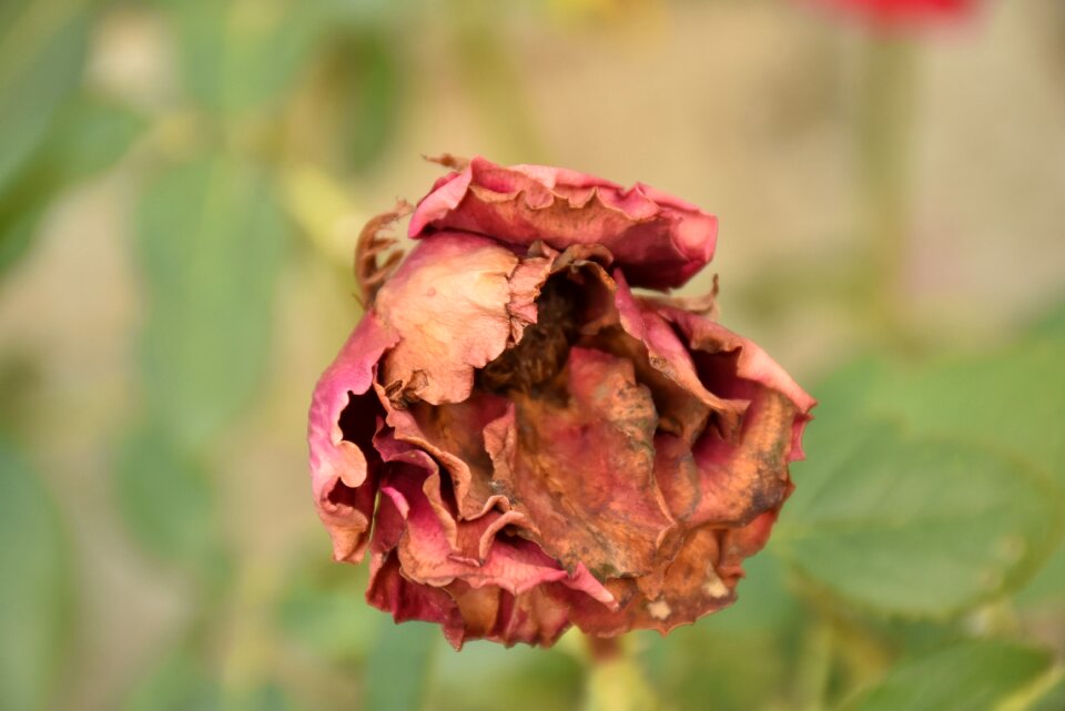 Dry rose photo