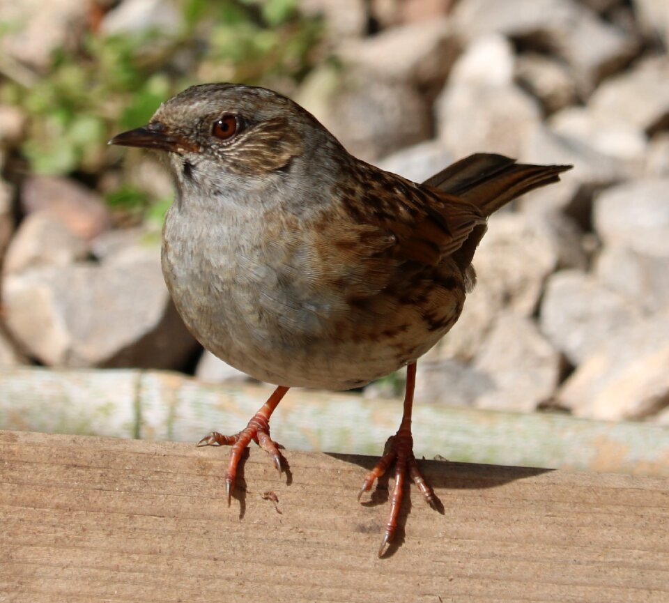 Song bird bird garden bird