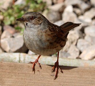 Song bird bird garden bird