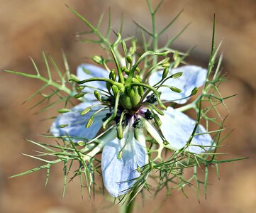 Venus hairy bride in shed hairs damask black cumin photo