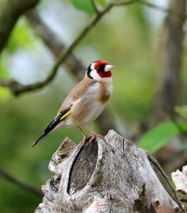 Bird garden bird colourful