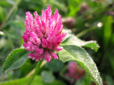 Flora dalia plant
