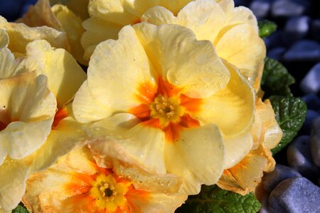 Flowers plant close up