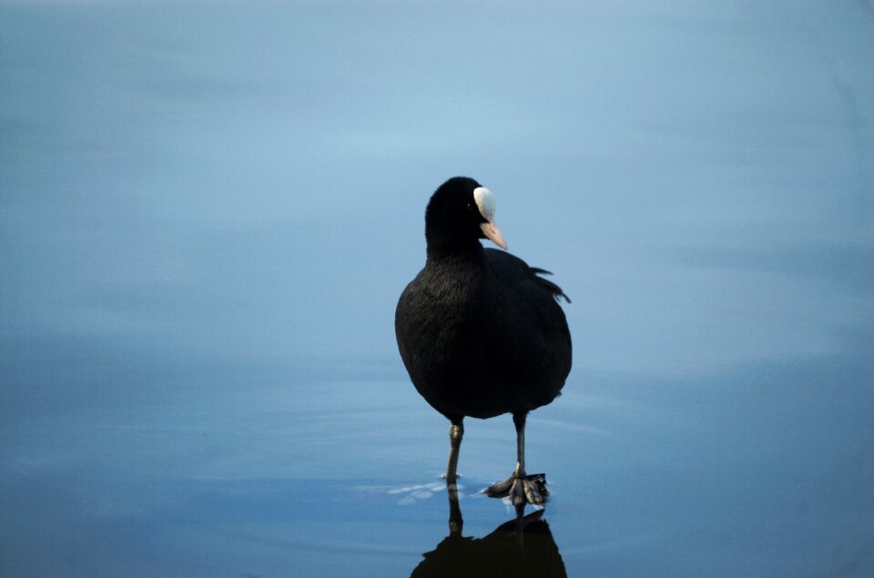 Ralle duck water bird
