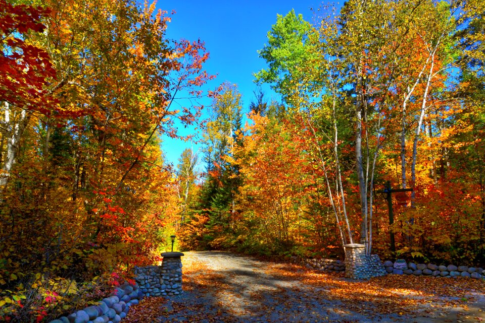 Warm colors forest wood photo