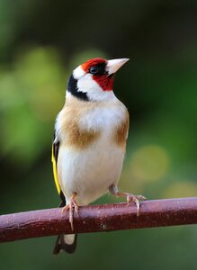 Garden bird colourful green birds