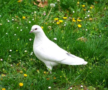 White dove bird animal photo