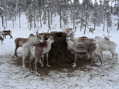 Animal feed reindeer farm animals