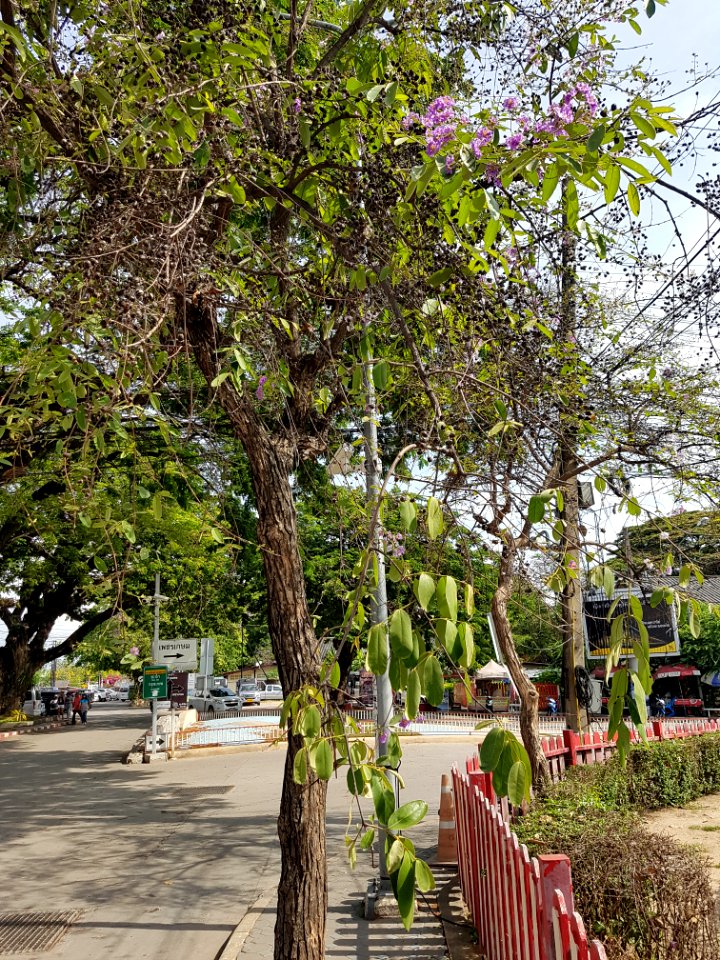 Hua Hin Station - 2017-04-14 (011)