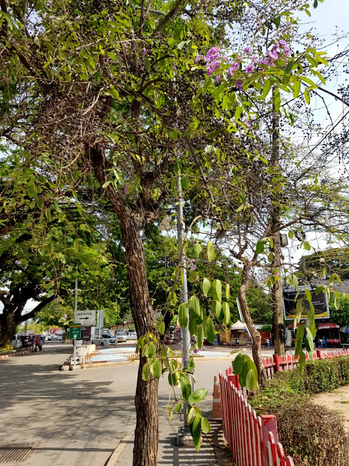 Hua Hin Station - 2017-04-14 (011) photo