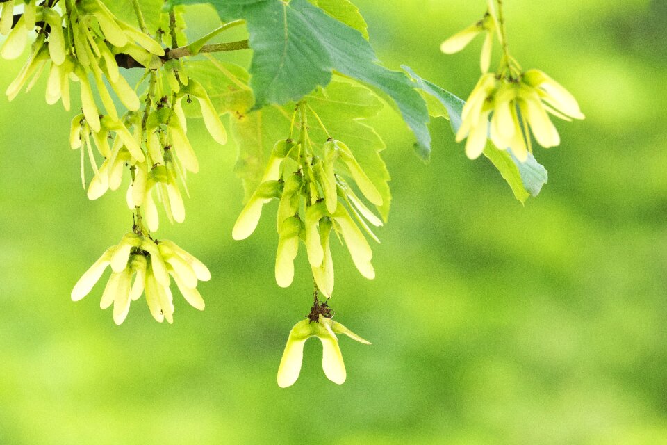 Tree maple fruit wing