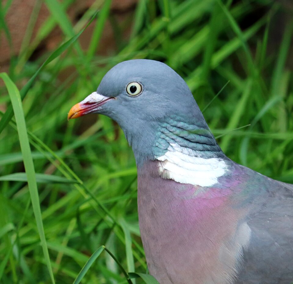 Bird close head