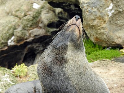New zealand mammal meeresbewohner