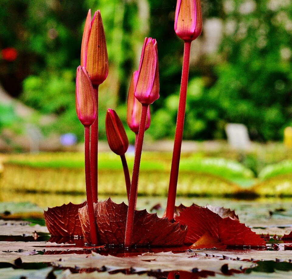 Plant pond blossom
