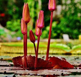 Plant pond blossom photo