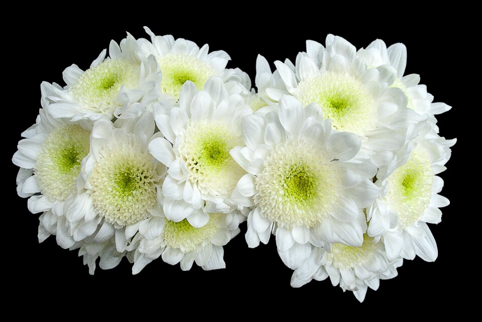 Spring bloom creative
