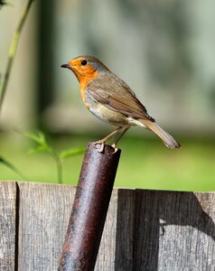 Song bird garden bird red