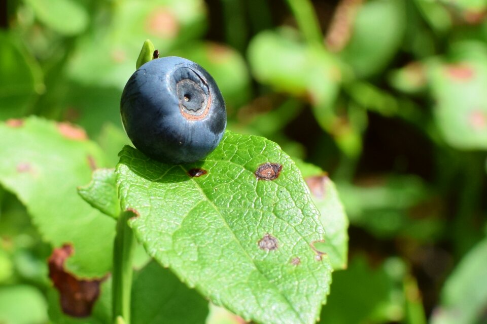Berry summer nature
