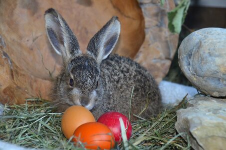 Spring egg easter bunny photo