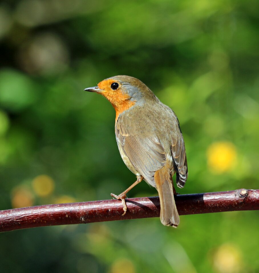 Song bird garden bird red