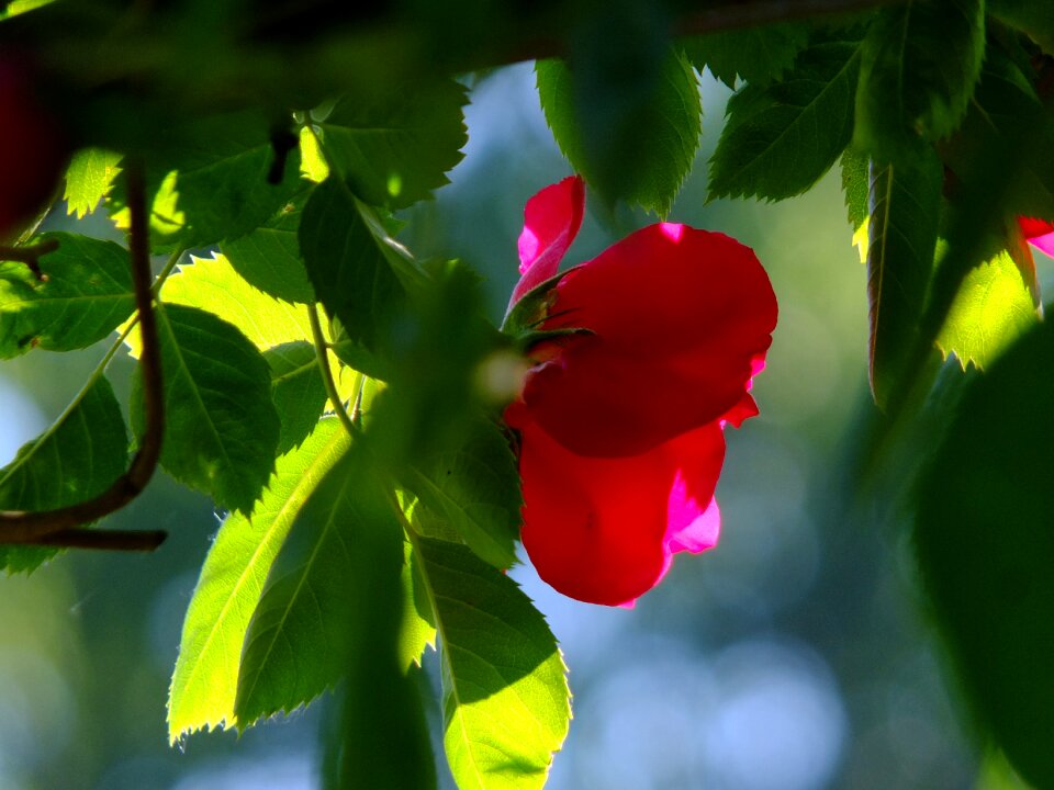 Blossom bloom garden
