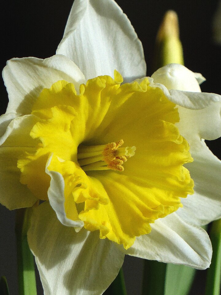 Colors white yellow