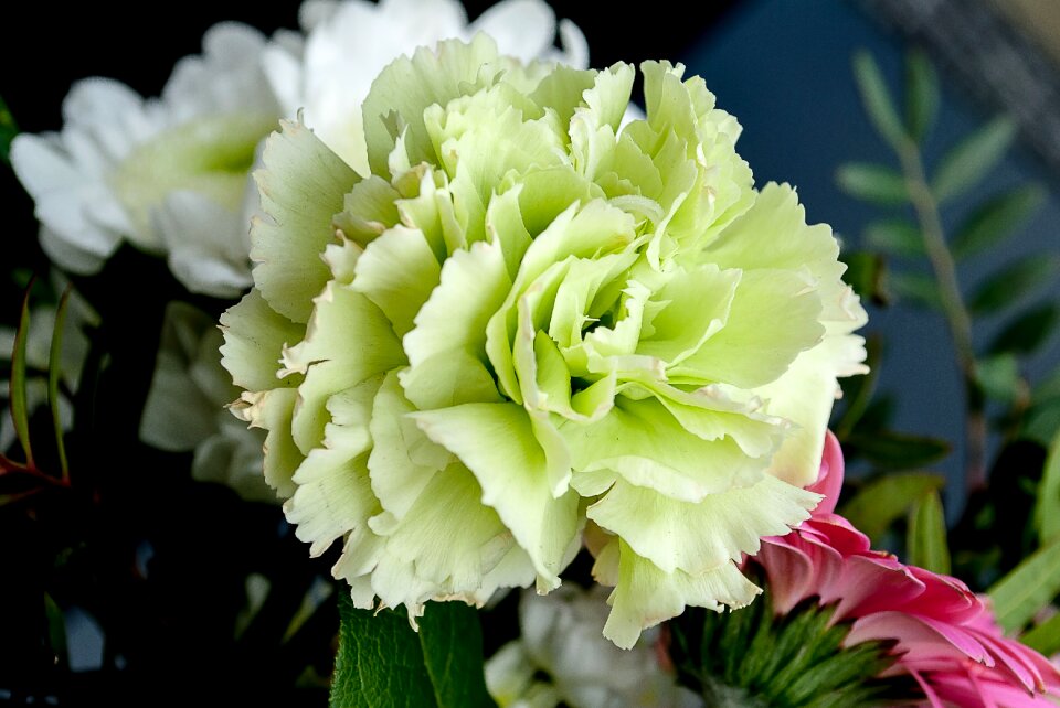 Flower white flowers carnation family