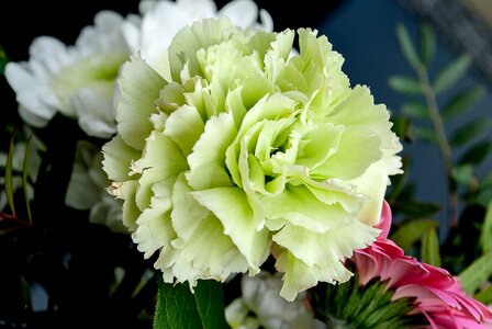 Flower white flowers carnation family photo