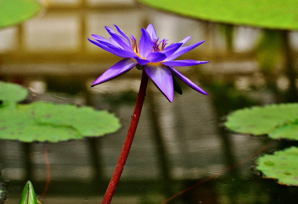 Plant pond blossom