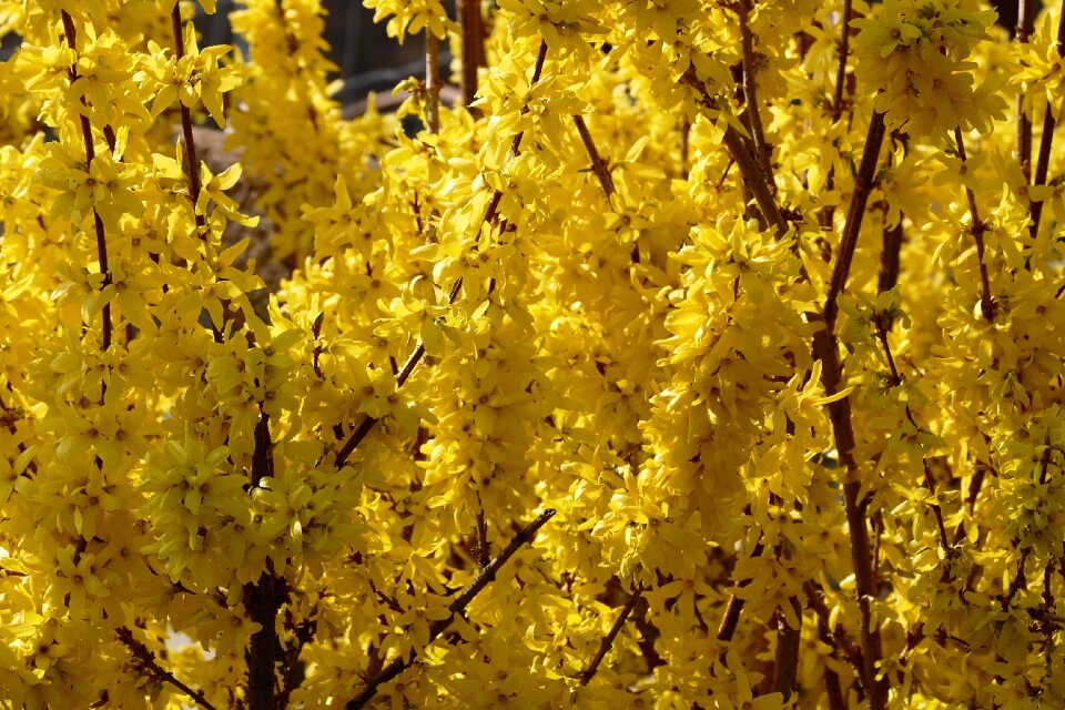 Flowers nature yellow flower