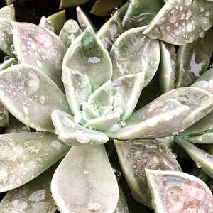 Plant natural flower