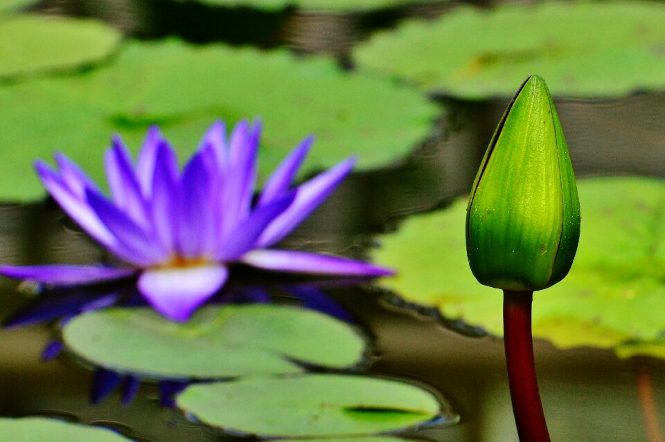 Plant pond blossom photo