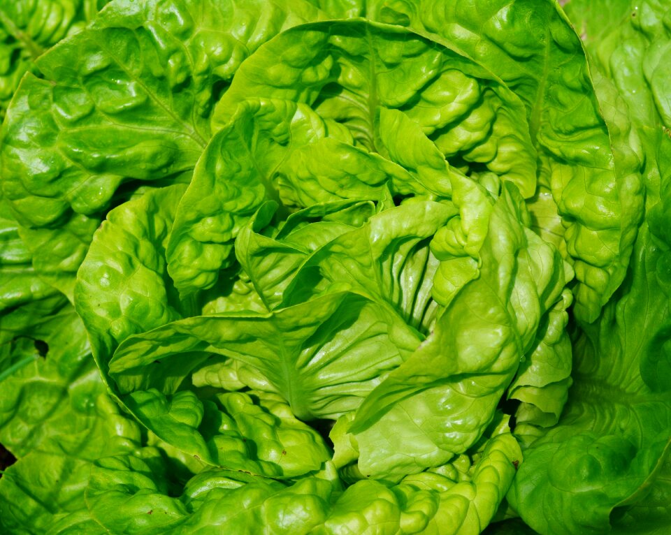 Lettuce vegetable garden eat