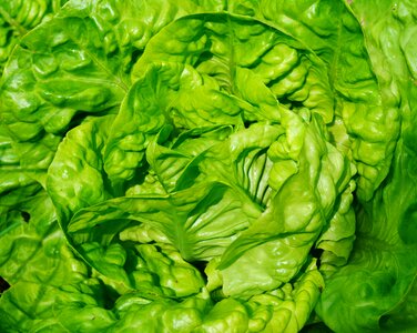 Lettuce vegetable garden eat photo