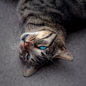 Portrait animal eyes