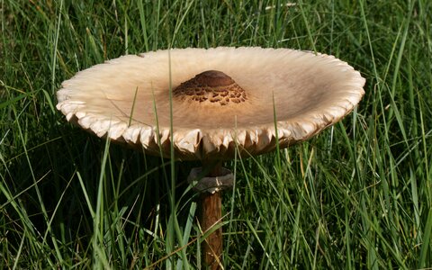 Mushrooms meadow rush
