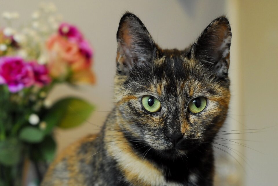 Cat tortoiseshell ears