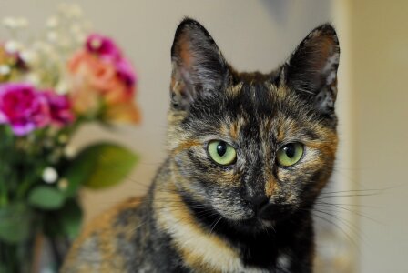 Cat tortoiseshell ears