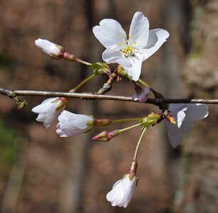 Tree buds blossom photo