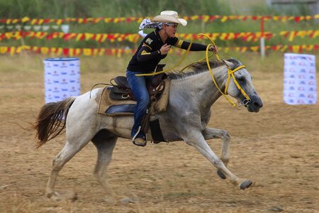 Animals horsehead equestrian